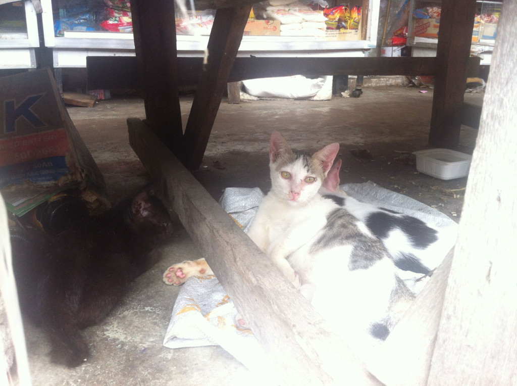 Katzen beim Freshmarket