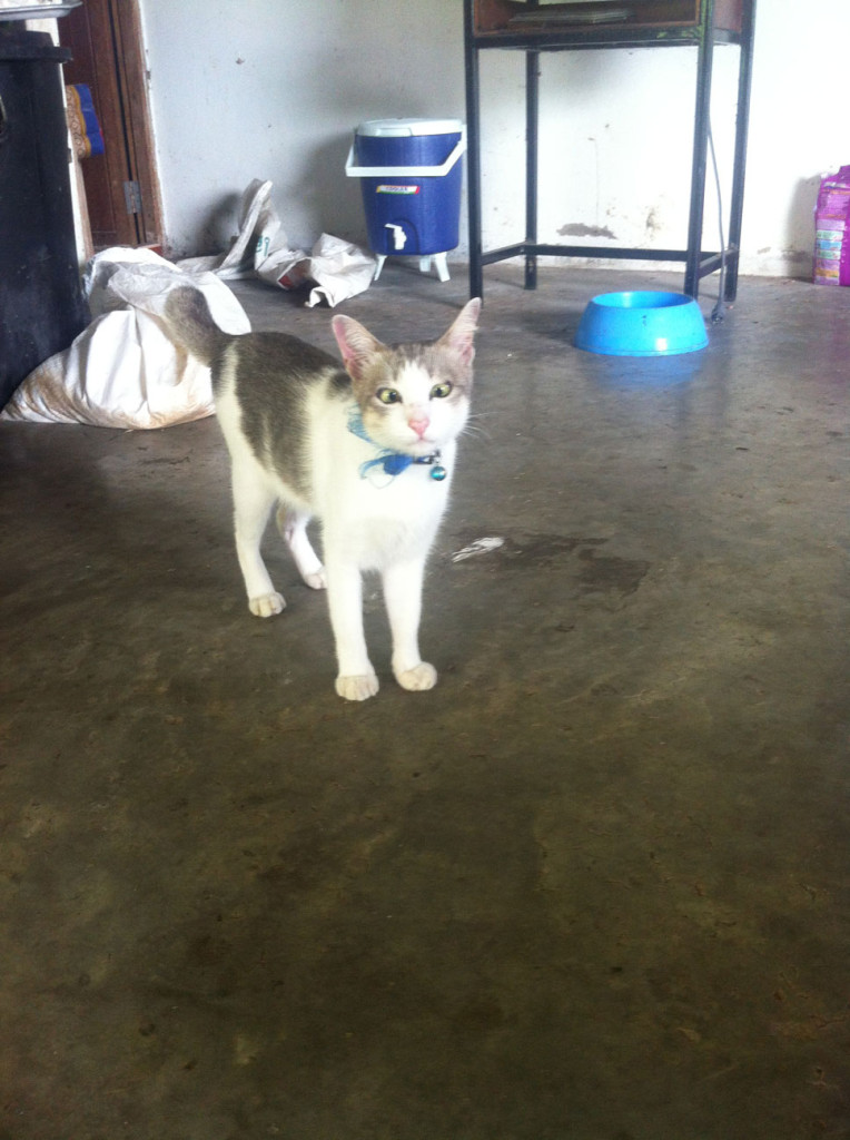 Mr. Wisets (unser Koordinator) Katze.