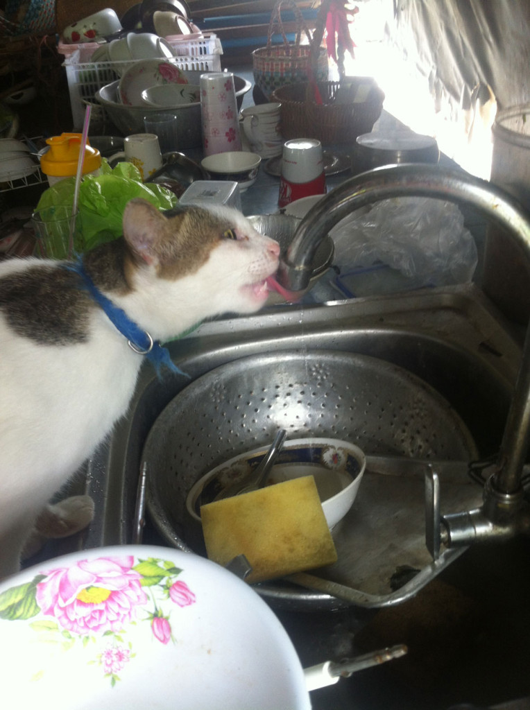 Mr. Wisets andere Katze.