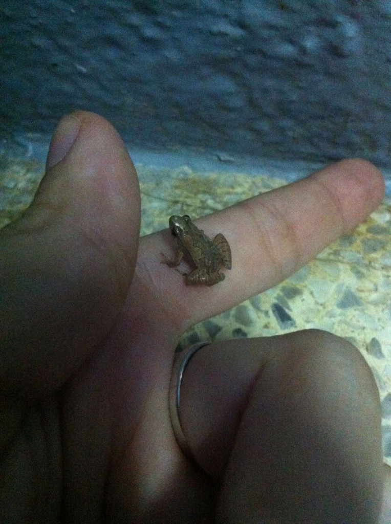 Minifroschbesuch im Haus. Das waren mehr als einer!