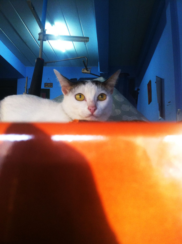 SODA