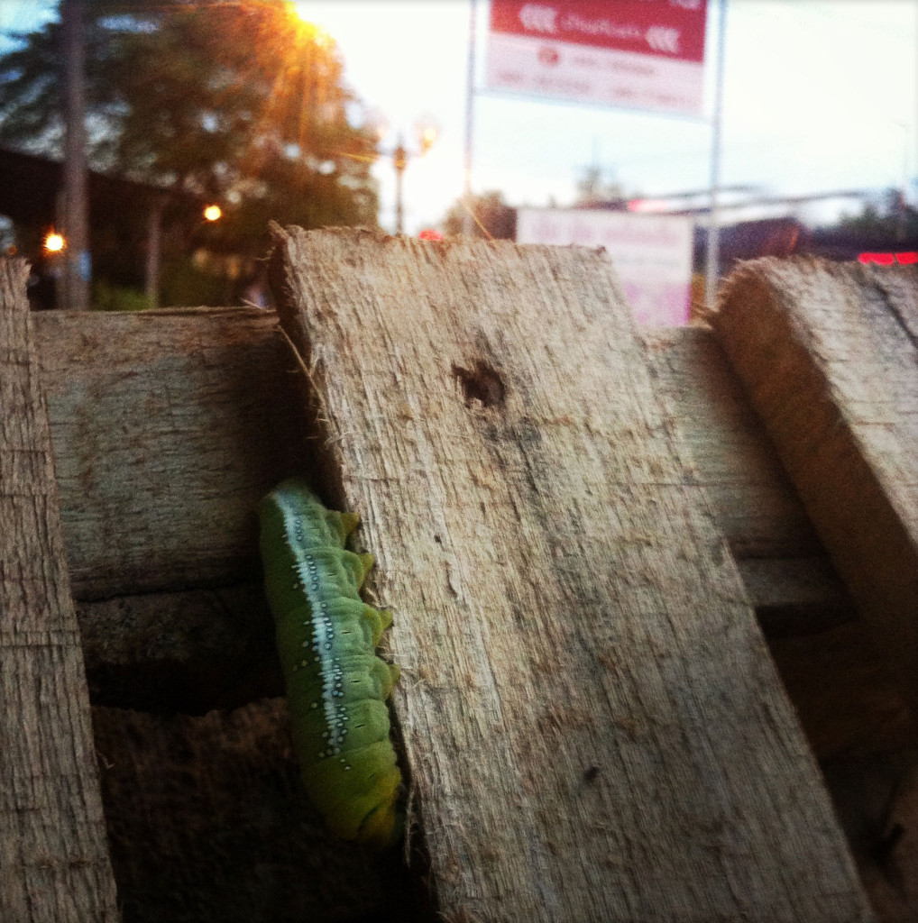 "Die Raupe Nimmersatt" ist zu Besuch.