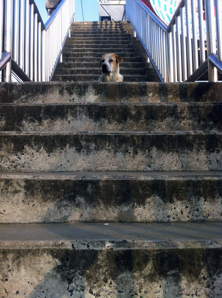 dog
