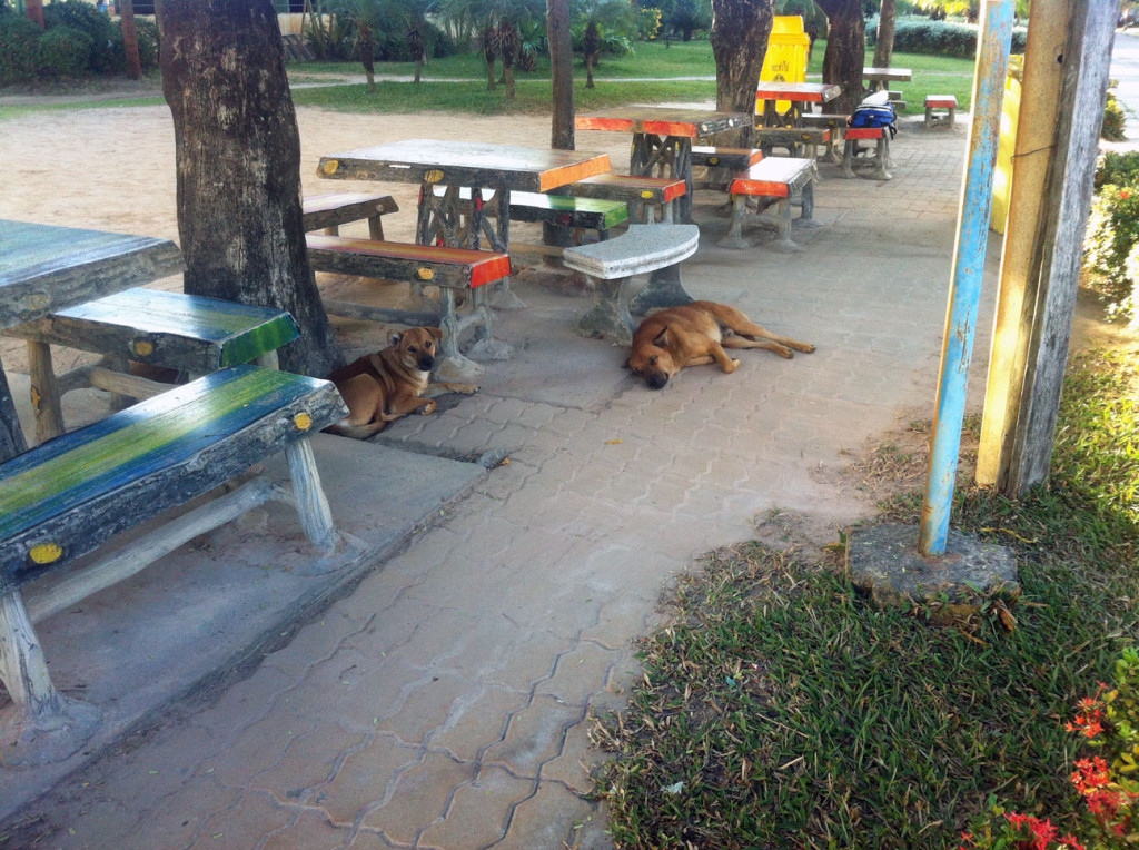 die Hundefamilie in meiner Schule