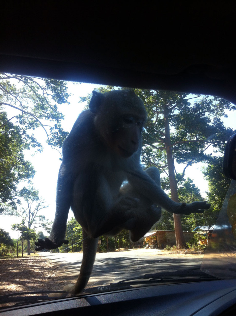 monkeys in "Amnat Charoen"