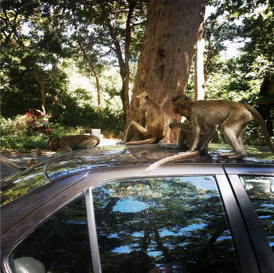 monkeys in "Amnat Charoen"
