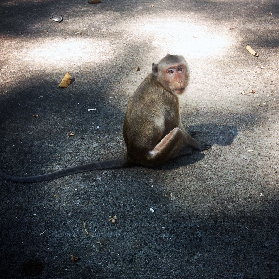 monkeys in "Amnat Charoen"