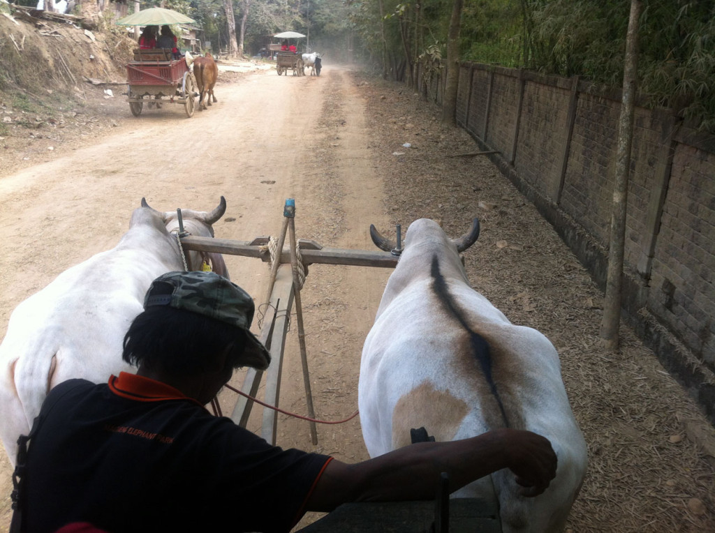 oxen cart