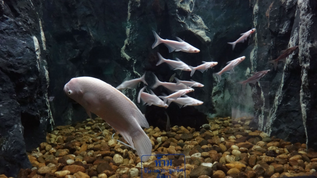 eine große Fischfamilie Aquarium Roi Et